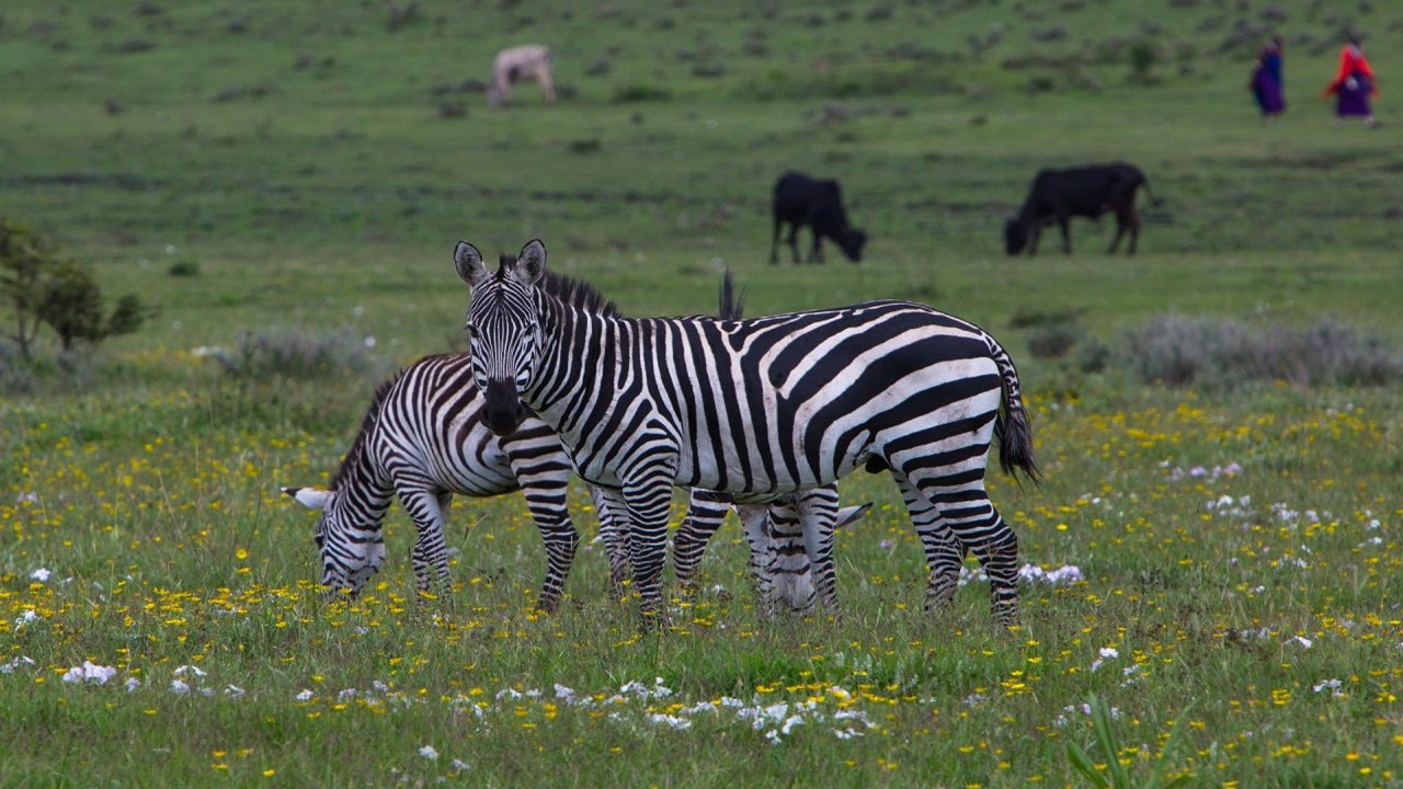 Ngorongoro Crater Day Tour