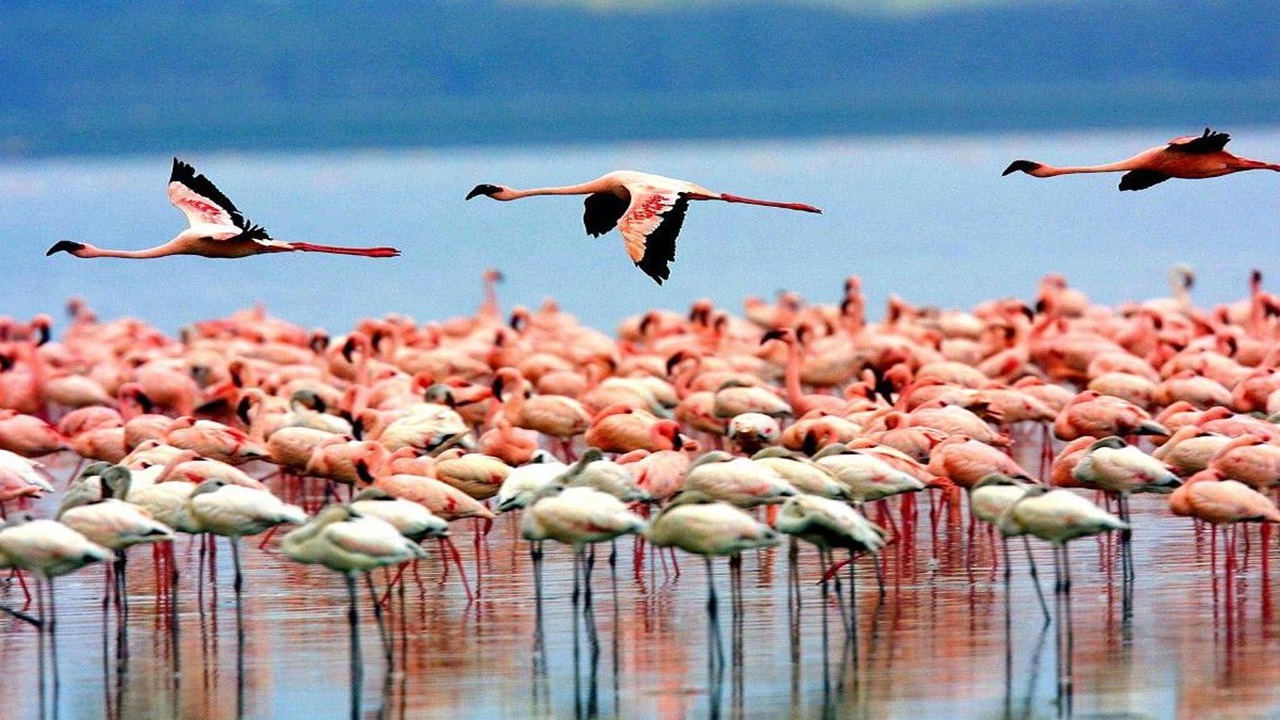 Lake Manyara National Park Visit