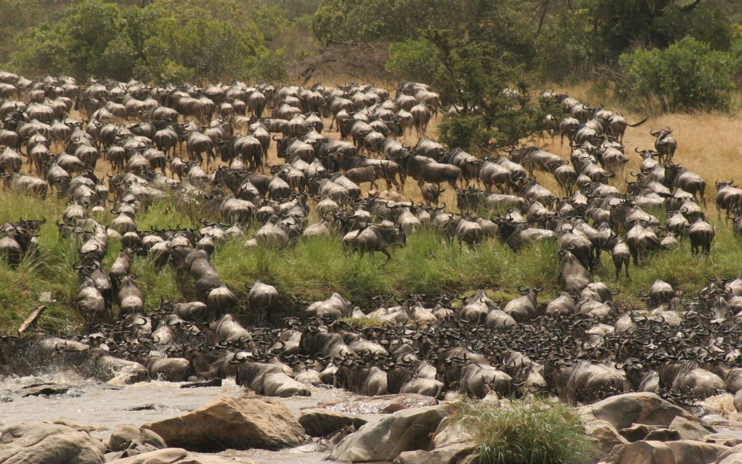 8 days River Crossing Migration Safari