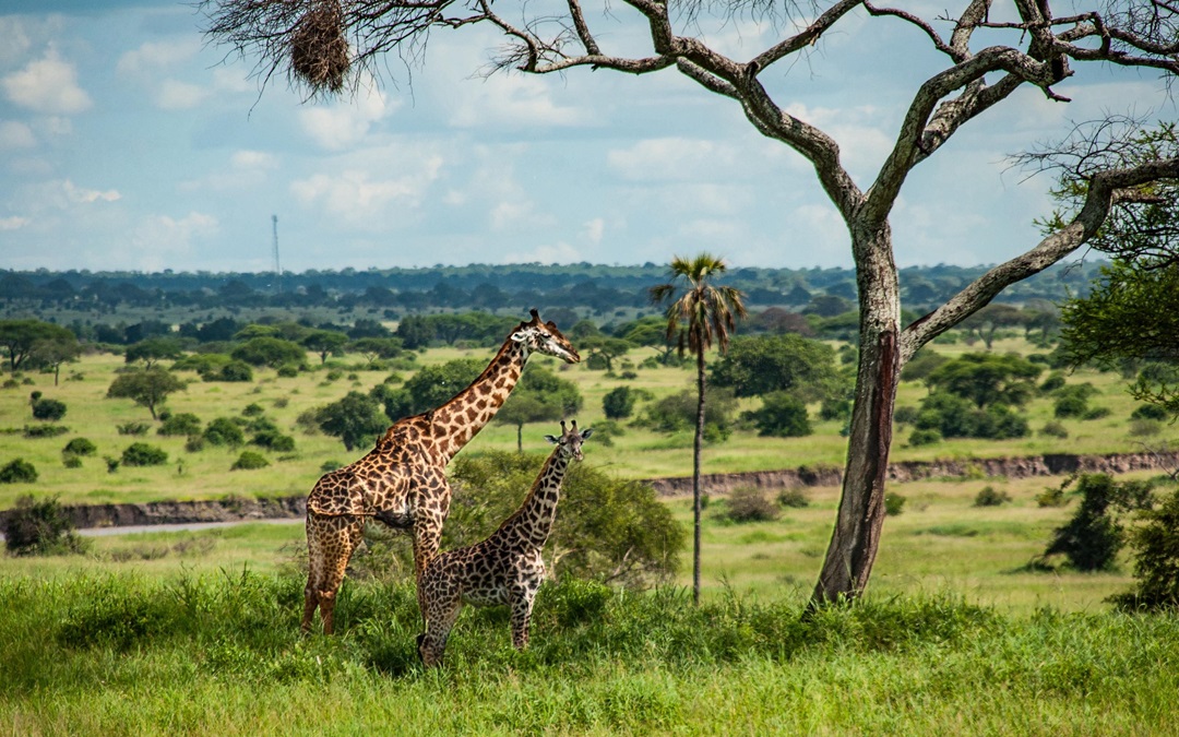 6 days safari exploring Serengeti and Ngorongoro with flying option