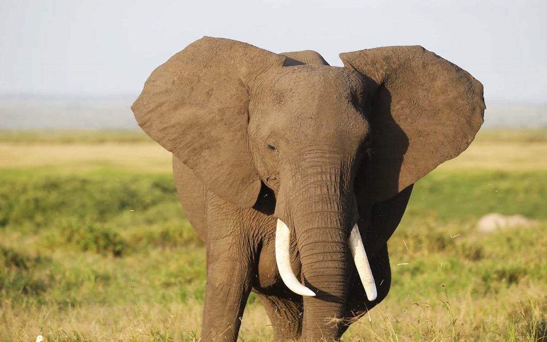 6 days safari exploration Tarangire national park and Ngorongoro national park