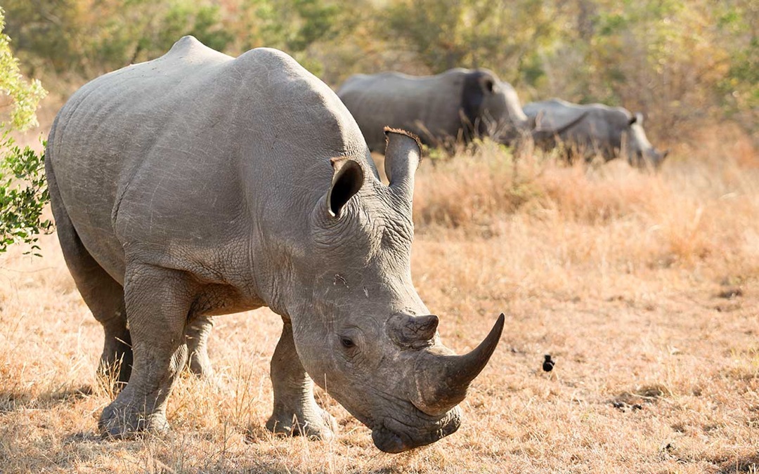 7 days luxury safari