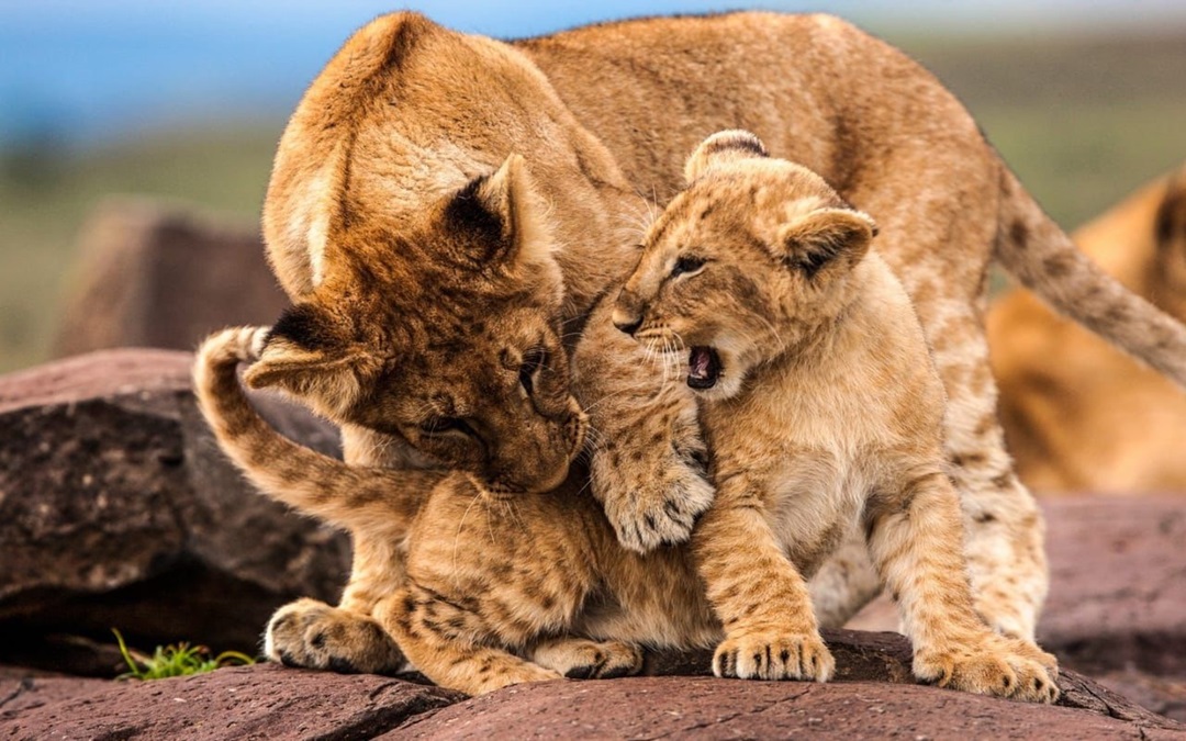 7 days safari