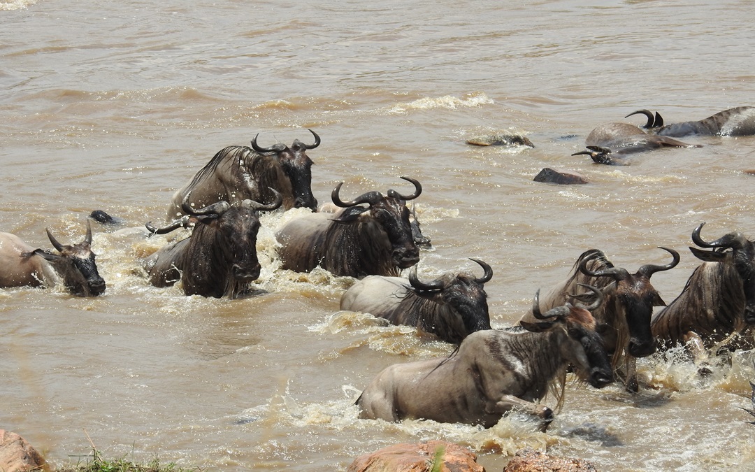 7 days Grumeti River Migration Safari