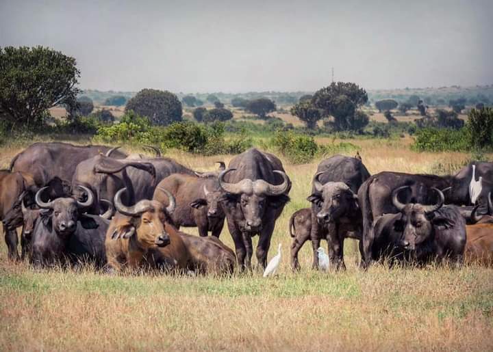 Ngorongoro