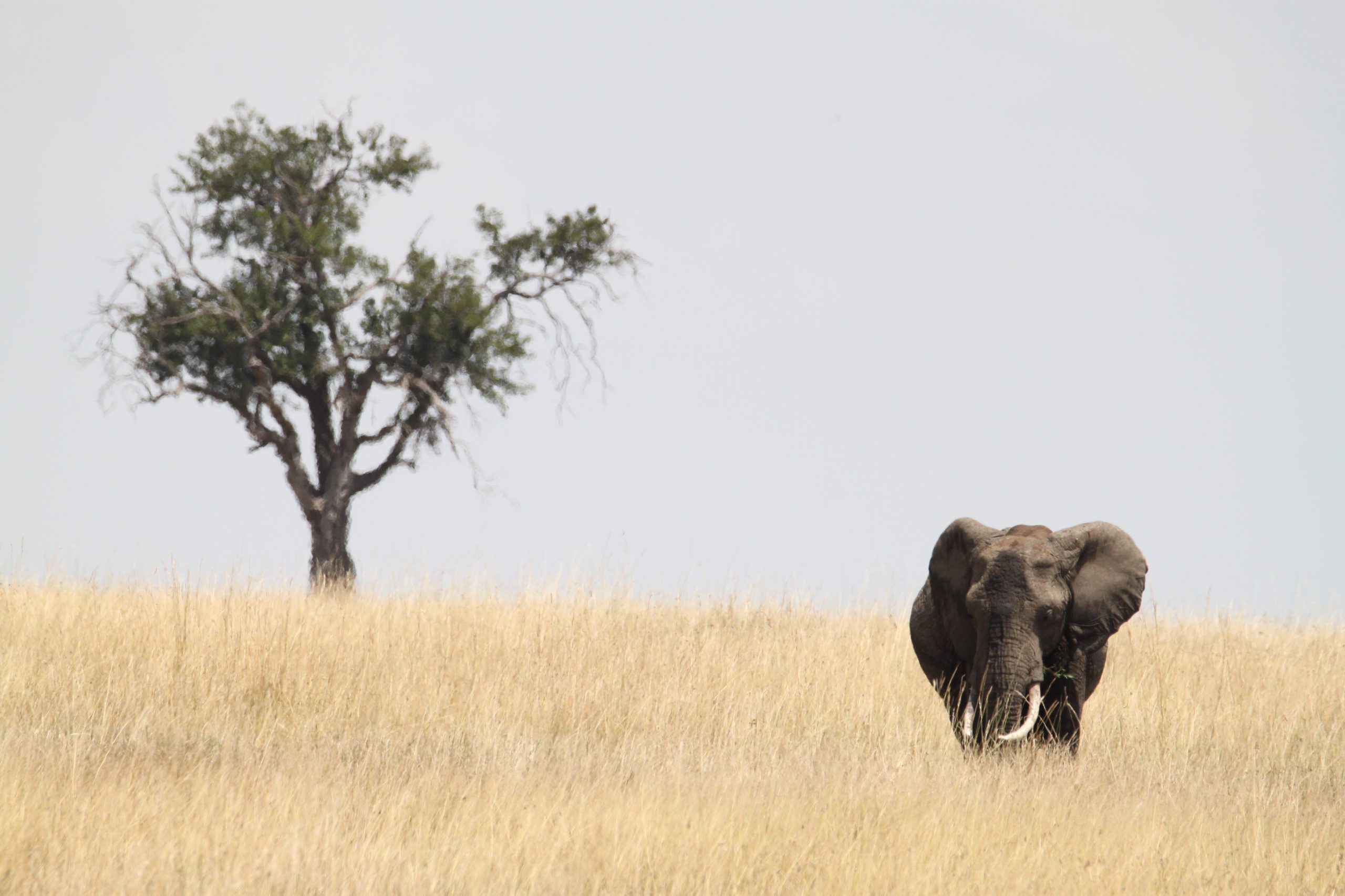 Tarangire NP Daytrip