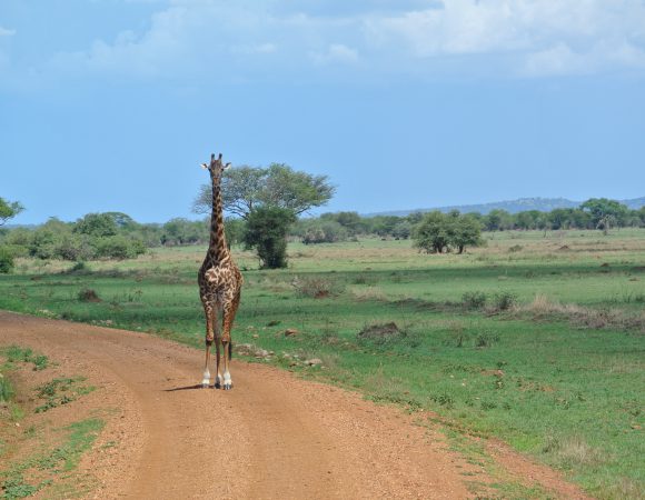 8 Days Southern Safari